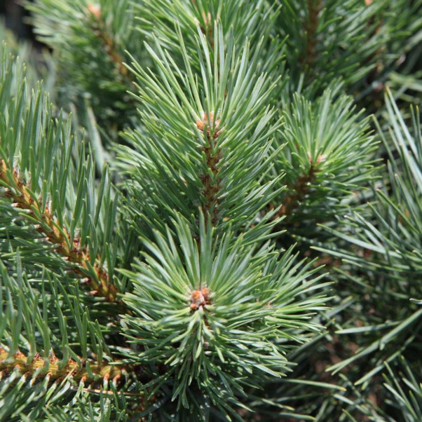 Pinus sylvestris Watereri - Grove den (Blad)