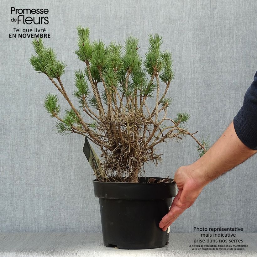 Exemplaar van Pinus sylvestris Watereri - Grove den Pot van 2 l/3 l zoals geleverd in de herfst