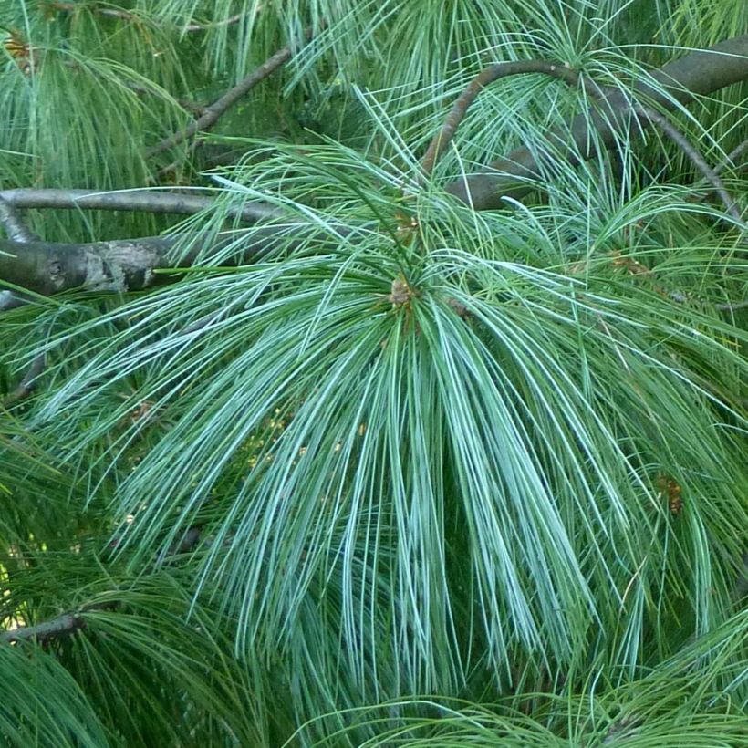 Pinus wallichiana - Tranenden (Blad)