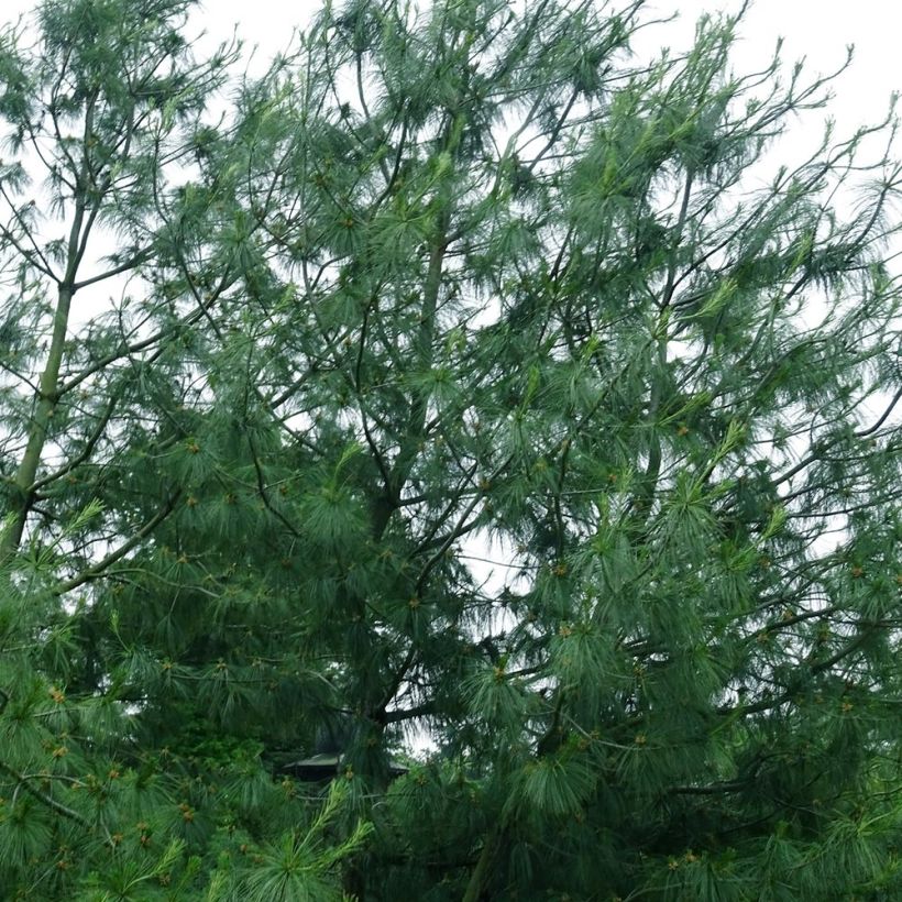 Pinus wallichiana - Tranenden (Groeiplaats)