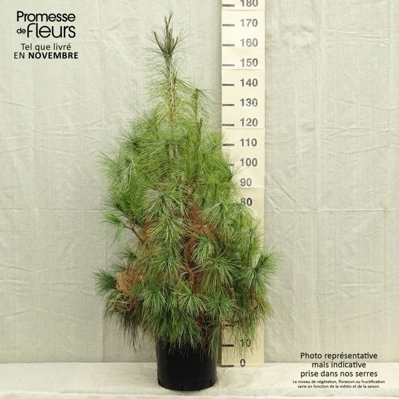 Exemplaar van Pinus wallichiana - Tranenden Pot van 18 l/20 l zoals geleverd in de herfst