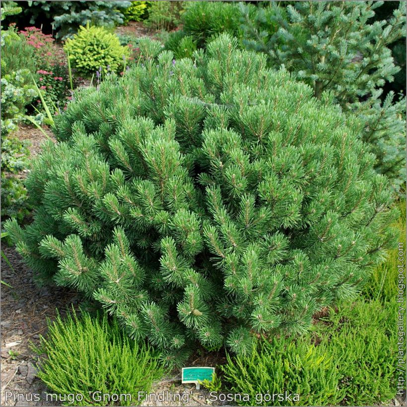 Pinus mugo Gnom - Bergden (Groeiplaats)