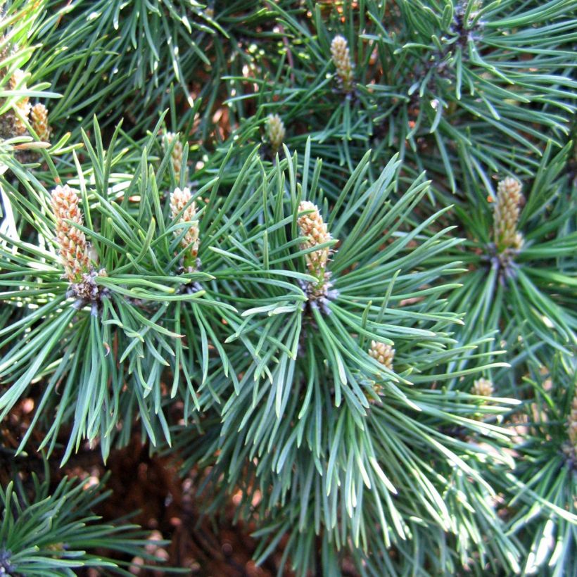 Pinus mugo Gnom - Bergden (Oogst)