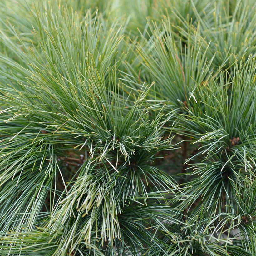 Pinus strobus Radiata - Weymouthden (Blad)