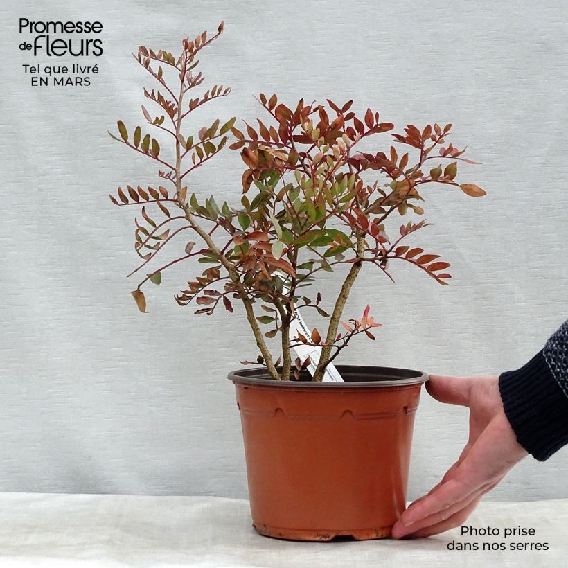 Example of Pistacia lentiscus - Mastiekboom Pot van 2 l/3 l as you get in printemps