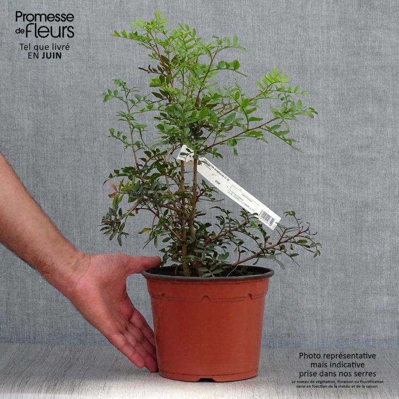 Exemplaar van Pistacia lentiscus - Mastiekboom Pot van 2 l/3 l zoals geleverd in de zomer
