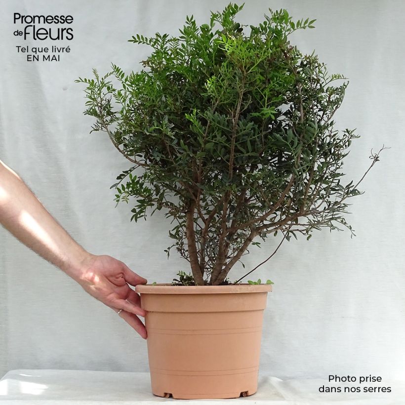 Example of Pistacia lentiscus - Mastiekboom Pot van 6 l/7 l as you get in printemps