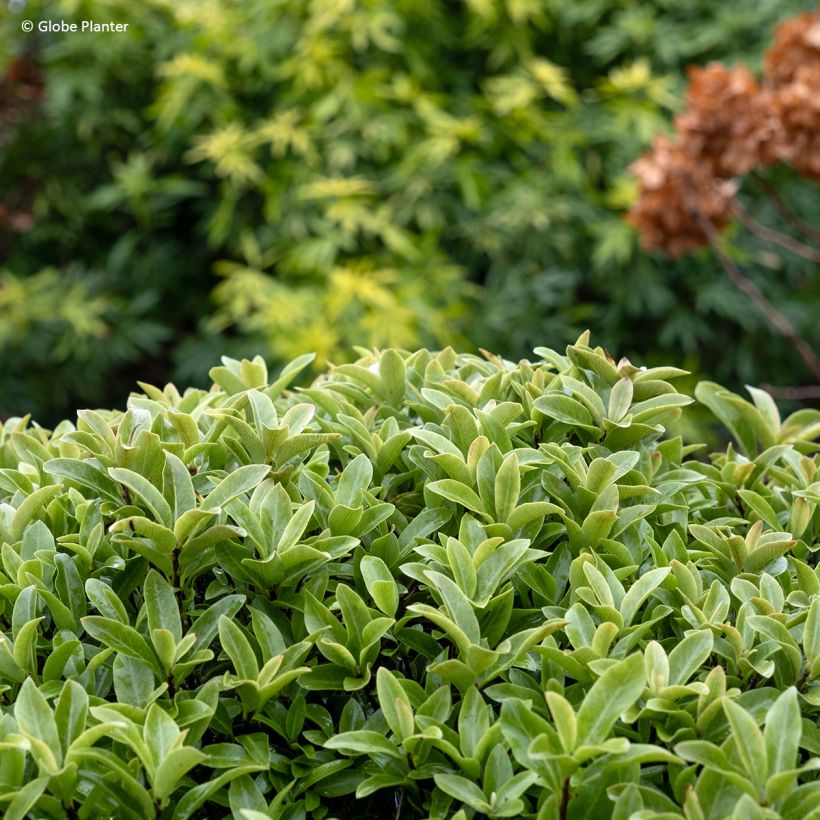 Pittosporum Orbitea - Australische laurier (Blad)