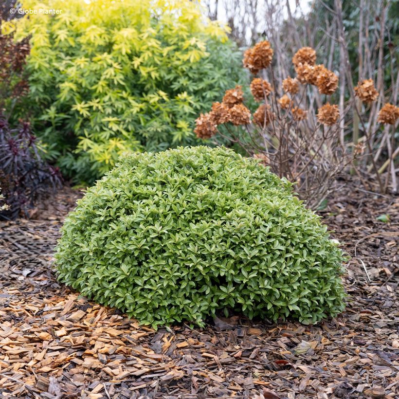 Pittosporum Orbitea - Australische laurier (Groeiplaats)