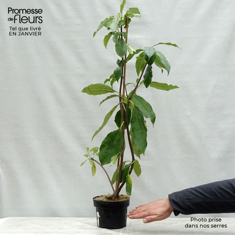 Exemplaar van Pittosporum daphniphylloides - Australische laurier Pot van 2 l/3 l zoals geleverd in de winter