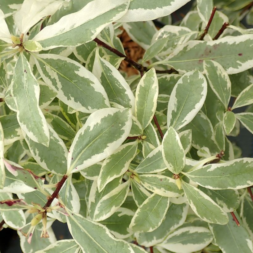 Pittosporum eugenoides Variegatum - Australische laurier (Blad)