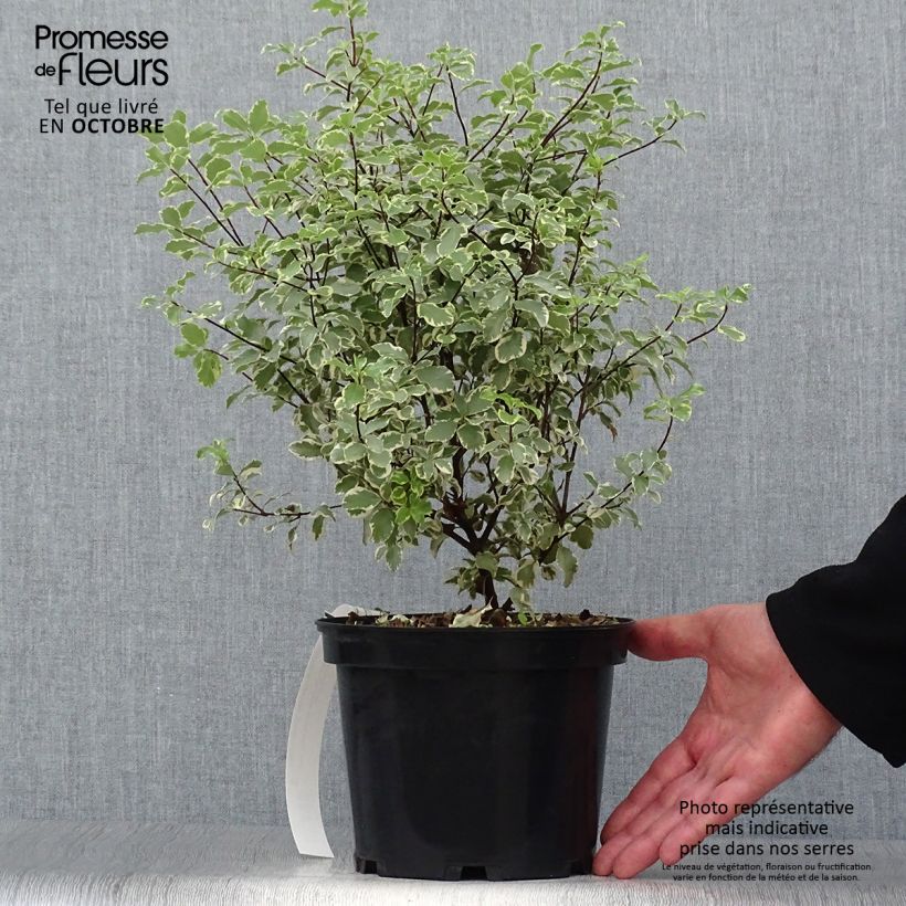 Exemplaar van Pittosporum eugenoides Variegatum - Australische laurier Pot van 3 l/4 l zoals geleverd in de herfst