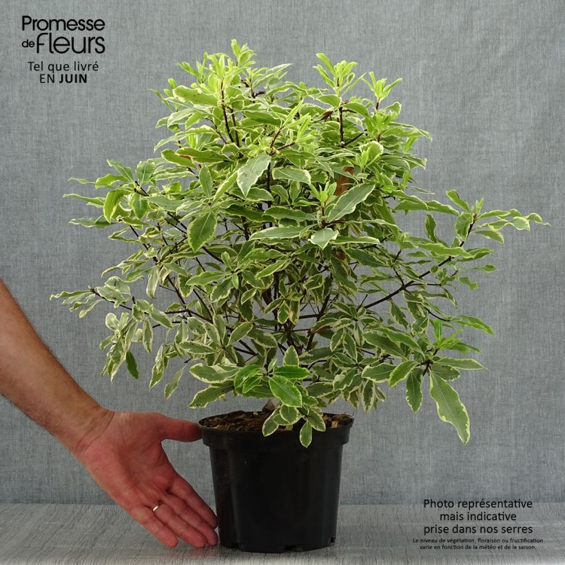Exemplaar van Pittosporum eugenoides Variegatum - Australische laurier Pot van 3 l/4 l zoals geleverd in de zomer