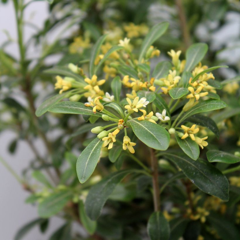 Pittosporum Green Mound - Australische laurier (Blad)