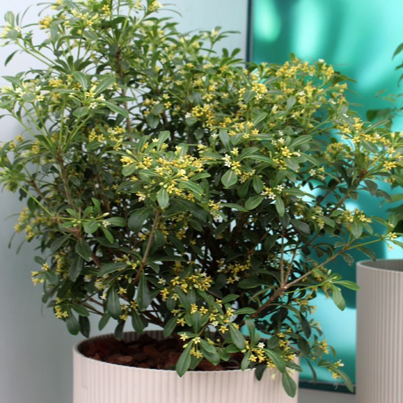 Pittosporum Green Mound - Australische laurier (Groeiplaats)