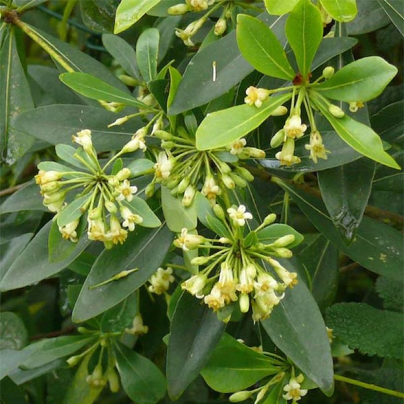 Pittosporum heterophyllum - Australische laurier (Bloei)