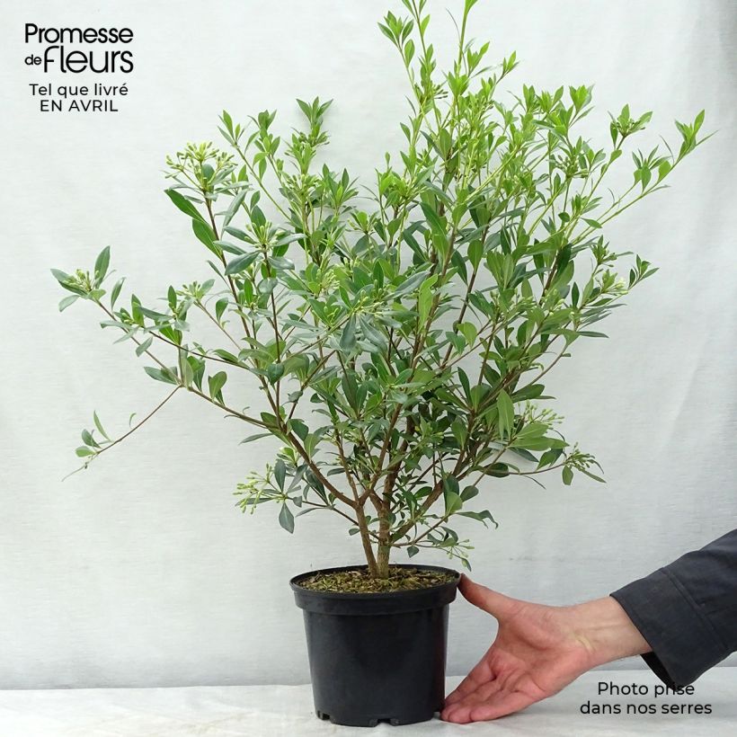 Exemplaar van Pittosporum heterophyllum - Australische laurier Pot van 2 l/3 l zoals geleverd in de lente
