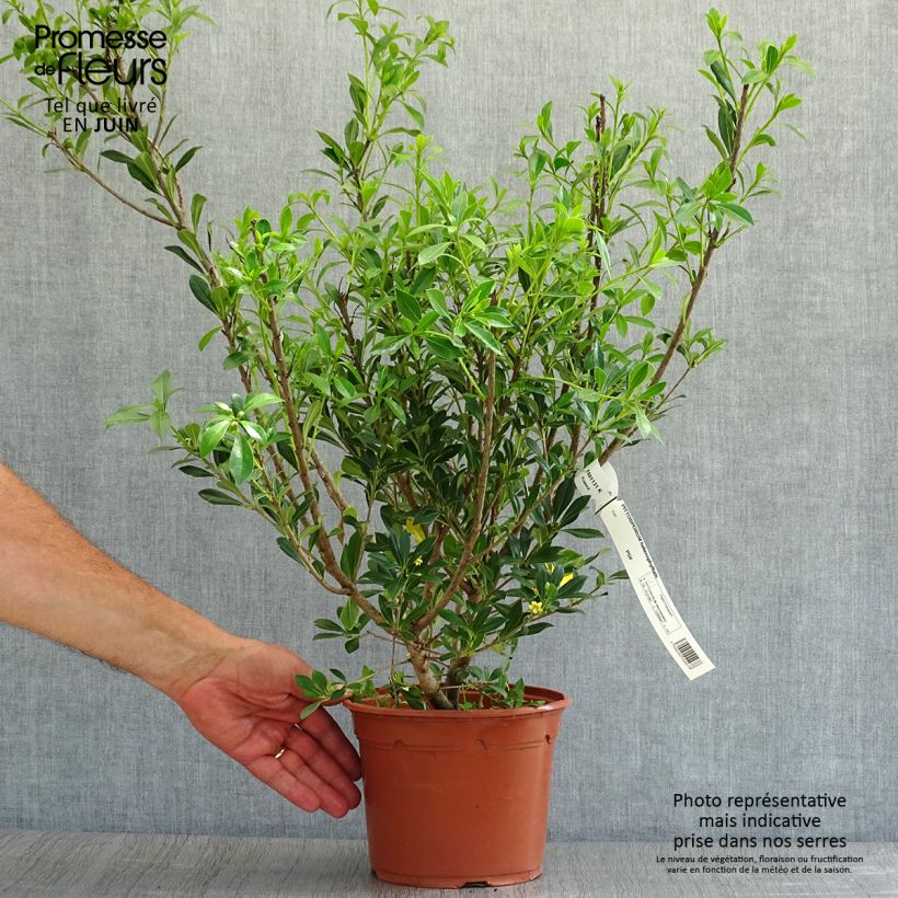 Exemplaar van Pittosporum heterophyllum - Australische laurier Pot van 2 l/3 l zoals geleverd in de zomer