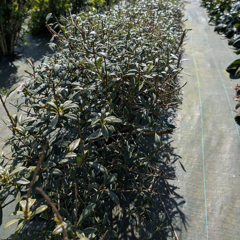 Pittosporum heterophyllum Quissac - Australische laurier (Groeiplaats)