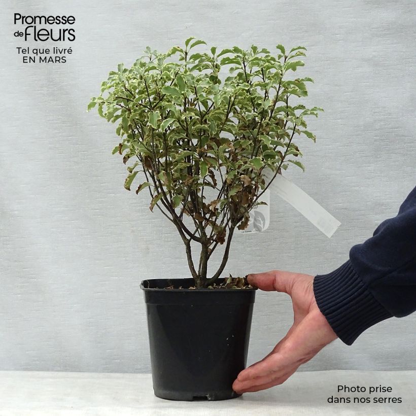 Example of Pittosporum tenuifolium - Australische laurier Pot van 2 l/3 l as you get in printemps