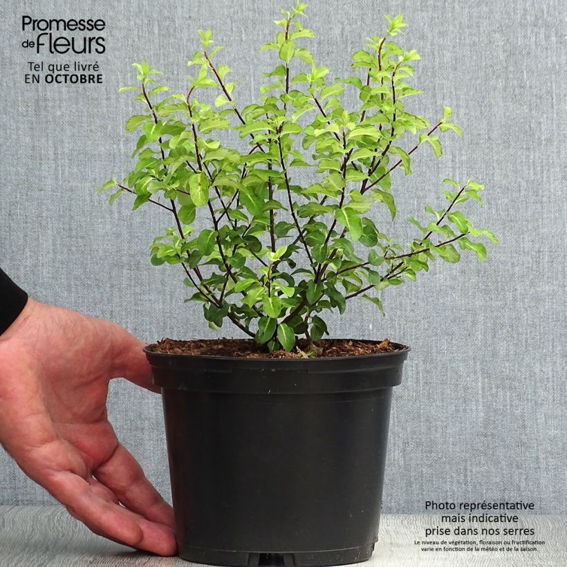 Exemplaar van Pittosporum tenuifolium Abbotsbury Gold - Australische laurier Pot van 2 l/3 l zoals geleverd in de herfst