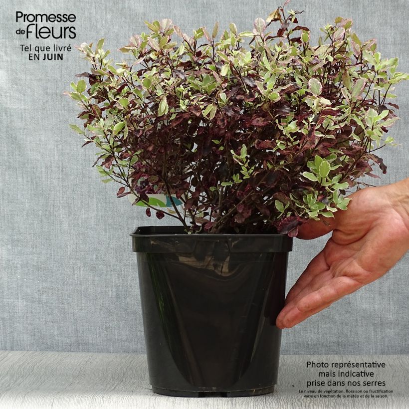 Exemplaar van Pittosporum tenuifolium Bannow Bay - Australische laurier Pot van 3 l/4 l zoals geleverd in de zomer
