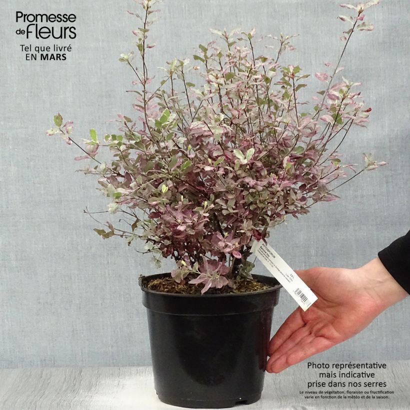 Exemplaar van Pittosporum tenuifolium Bannow Bay - Australische laurier Pot van 3 l/4 l zoals geleverd in de lente
