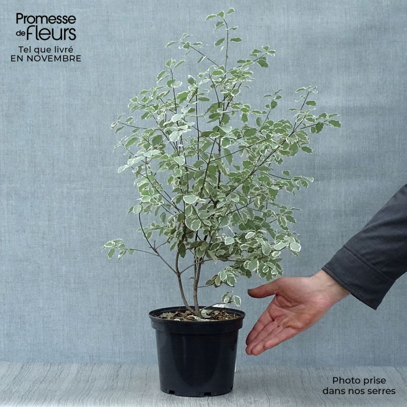 Exemplaar van Pittosporum tenuifolium Elisabeth - Australische laurier Pot van 2 l/3 l zoals geleverd in de herfst