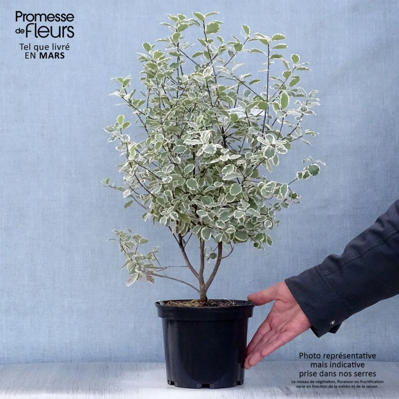 Example of Pittosporum tenuifolium Elisabeth - Australische laurier Pot van 2 l/3 l as you get in printemps