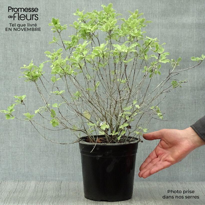 Exemplaar van Pittosporum tenuifolium Emerald Dome - Australische laurier Pot van 2 l/3 l zoals geleverd in de herfst