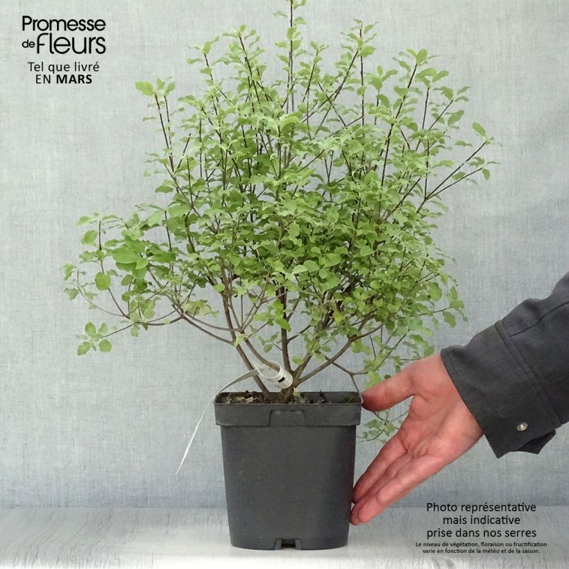 Exemplaar van Pittosporum tenuifolium Emerald Dome - Australische laurier Pot van 2 l/3 l zoals geleverd in de lente