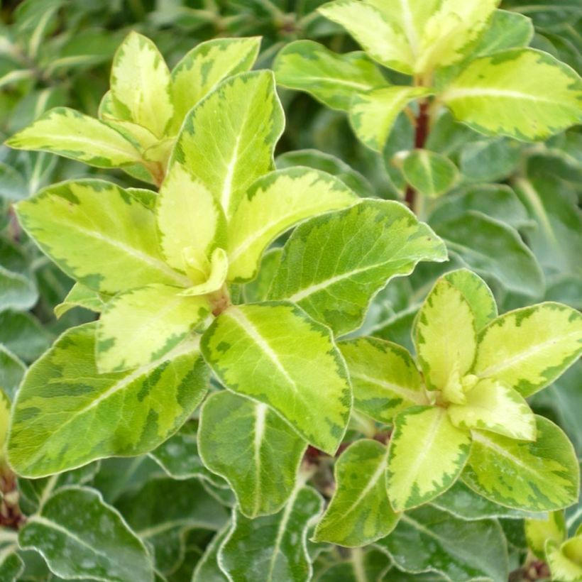 Pittosporum tenuifolium Gold Star - Australische laurier (Blad)