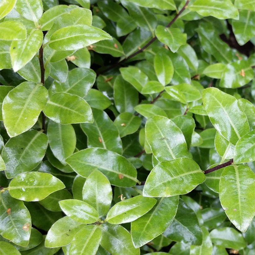 Pittosporum tenuifolium Golf Ball - Australische laurier (Blad)
