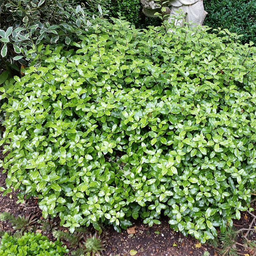 Pittosporum tenuifolium Golf Ball - Australische laurier (Groeiplaats)
