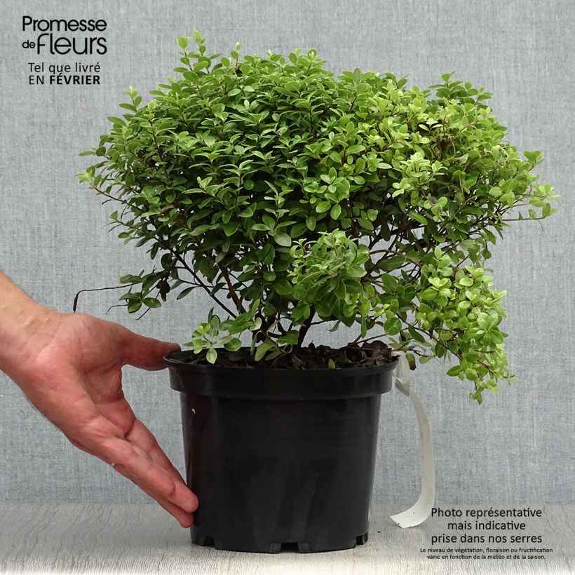 Exemplaar van Pittosporum tenuifolium Golf Ball - Australische laurier Pot van 2 l/3 l zoals geleverd in de herfst
