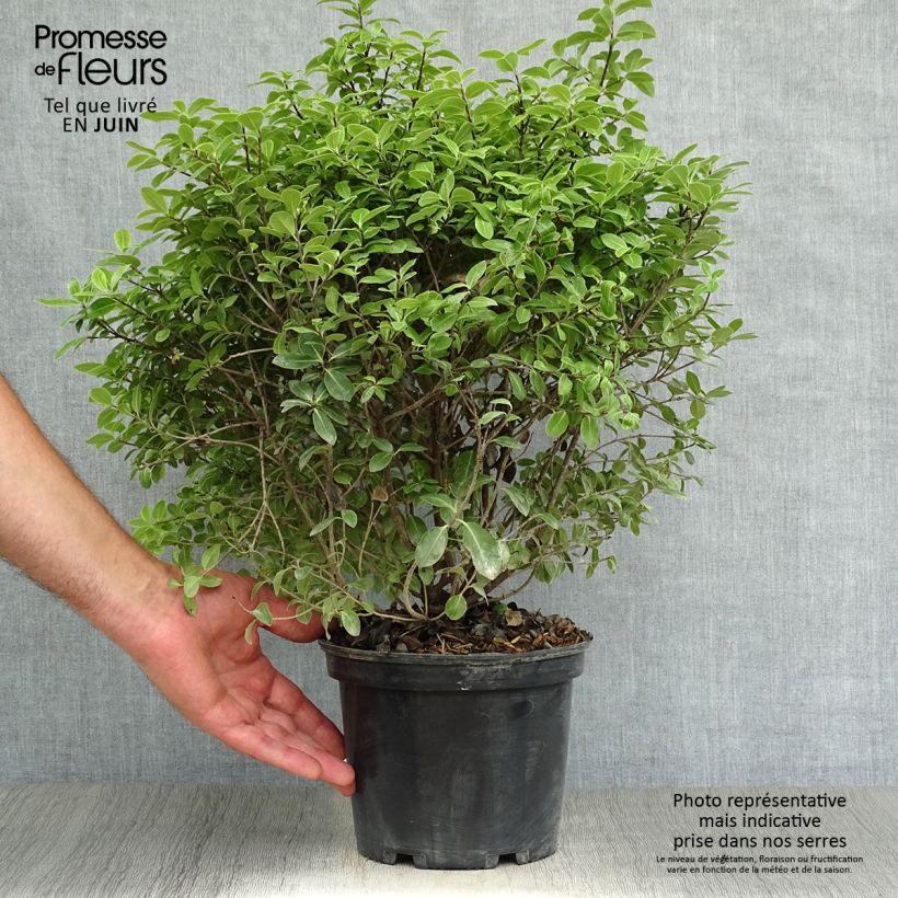 Exemplaar van Pittosporum tenuifolium Golf Ball - Australische laurier Pot van 2 l/3 l zoals geleverd in de zomer