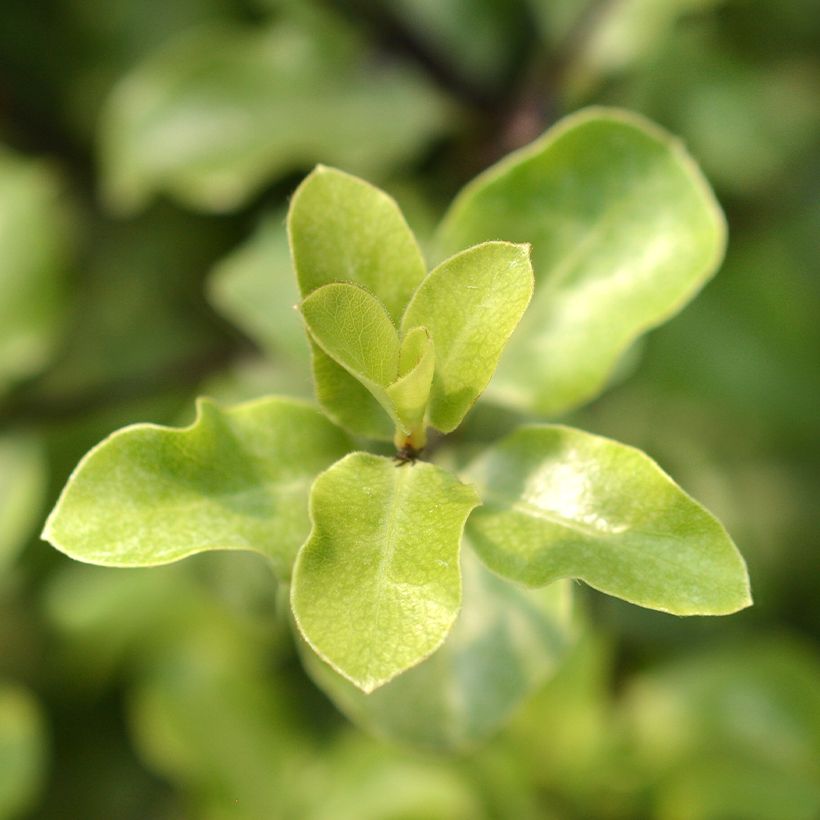 Pittosporum tenuifolium Green Elf - Australische laurier (Blad)