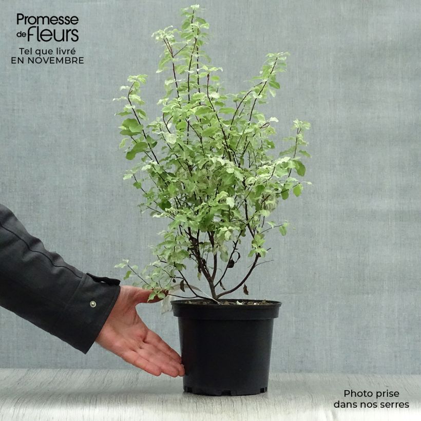 Exemplaar van Pittosporum tenuifolium Irene Patterson - Australische laurier Pot van 2 l/3 l zoals geleverd in de herfst