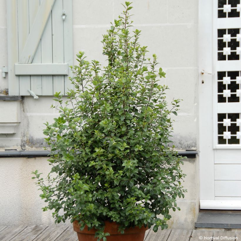 Pittosporum tenuifolium Irish Luck - Australische laurier (Groeiplaats)