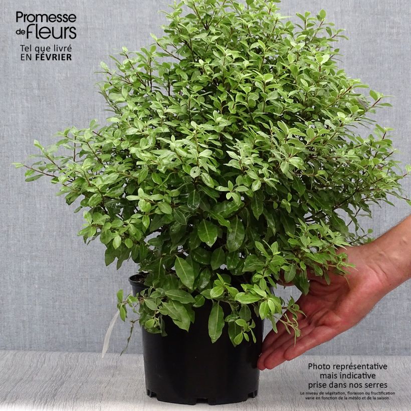 Exemplaar van Pittosporum tenuifolium Midget - Australische laurier Pot van 2 l/3 l zoals geleverd in de herfst