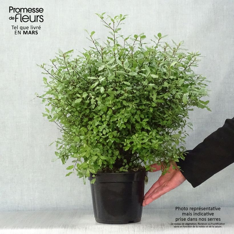 Example of Pittosporum tenuifolium Midget - Australische laurier Pot van 2 l/3 l as you get in printemps