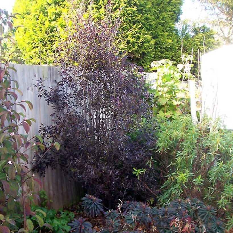 Pittosporum tenuifolium Purpureum - Australische laurier (Groeiplaats)
