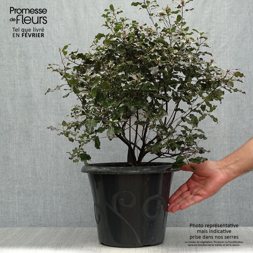 Exemplaar van Pittosporum tenuifolium Purpureum - Australische laurier Pot van 7,5 l/10 l zoals geleverd in de herfst