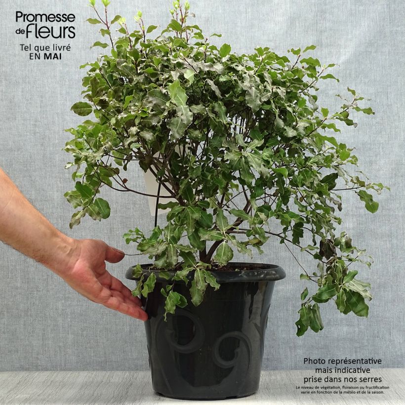 Exemplaar van Pittosporum tenuifolium Purpureum - Australische laurier Pot van 7,5 l/10 l zoals geleverd in de lente