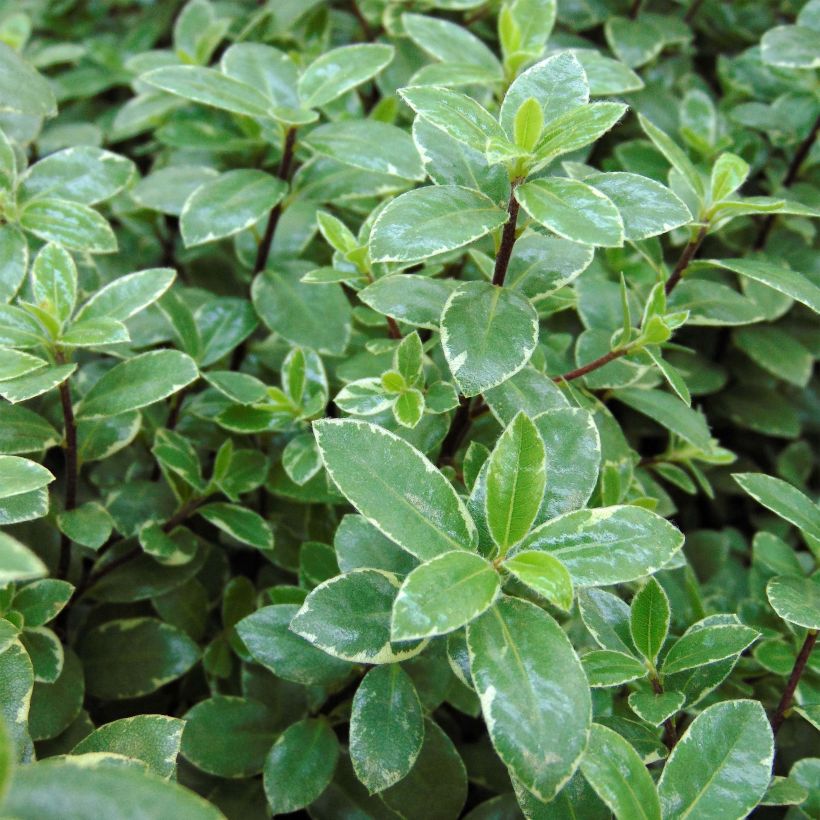 Pittosporum tenuifolium Silver Ball - Australische laurier (Blad)