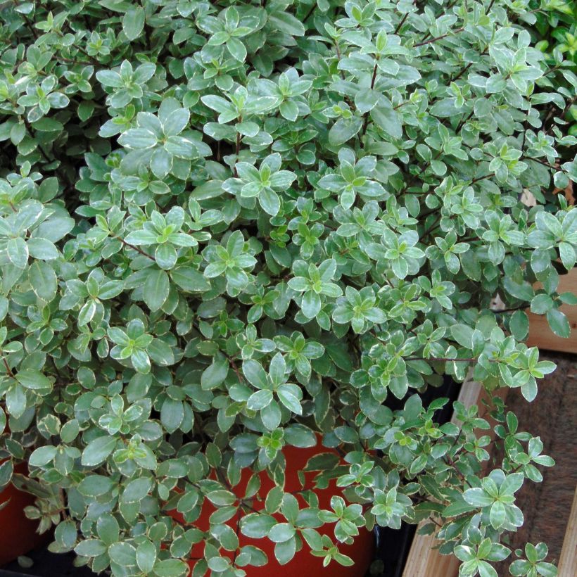 Pittosporum tenuifolium Silver Ball - Australische laurier (Groeiplaats)