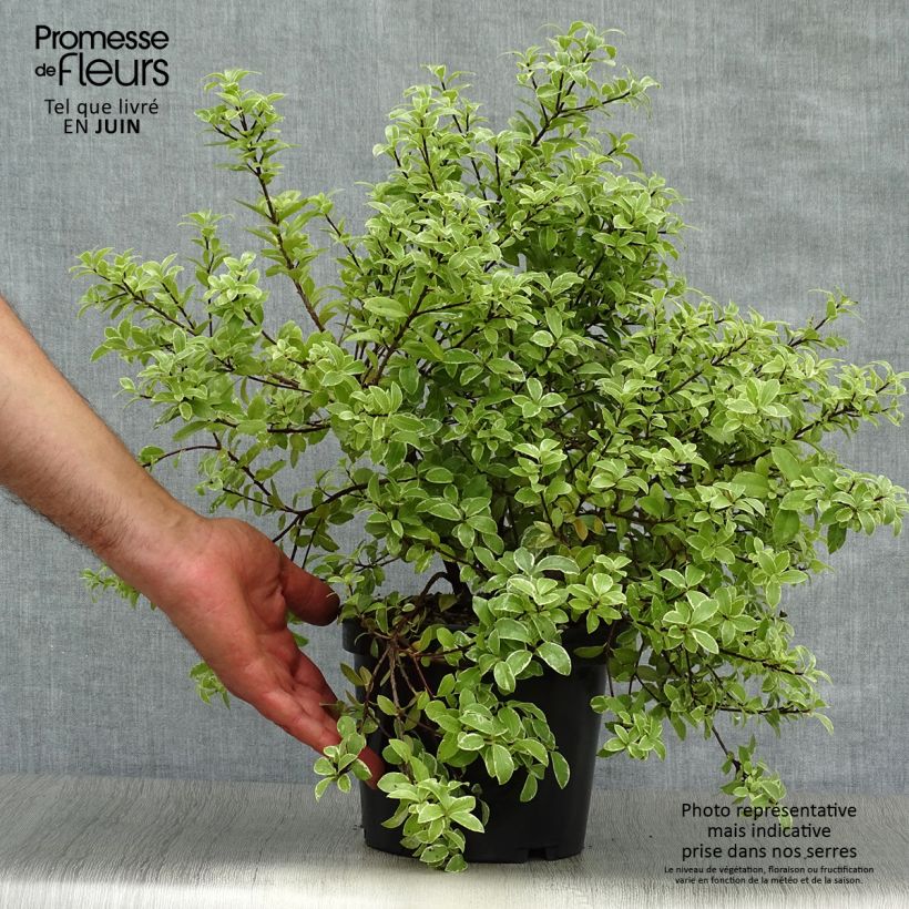Exemplaar van Pittosporum tenuifolium Silver Ball - Australische laurier Pot van 2 l/3 l zoals geleverd in de zomer