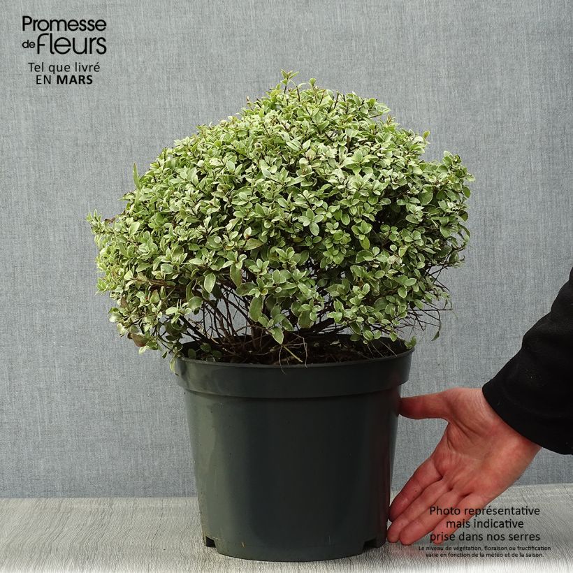 Exemplaar van Pittosporum tenuifolium Silver Ball - Australische laurier Pot van 7,5 l/10 l, Bolboom zoals geleverd in de lente