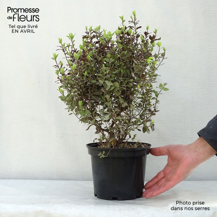 Example of Pittosporum tenuifolium Tom Thumb - Australische laurier Pot van 2 l/3 l as you get in printemps
