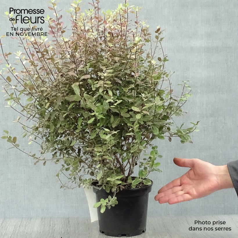 Exemplaar van Pittosporum tenuifolium Tom Thumb - Australische laurier Pot van 2 l/3 l zoals geleverd in de herfst